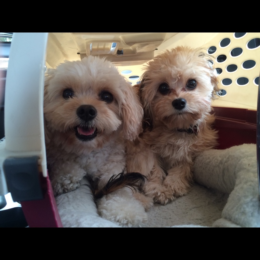 Meet your Posher, Kim